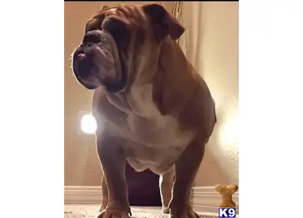 a old english bulldog dog standing on a carpet