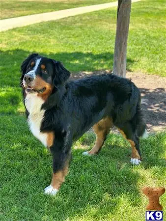 Bernese Mountain Dog stud dog