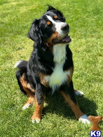 Bernese Mountain Dog stud dog