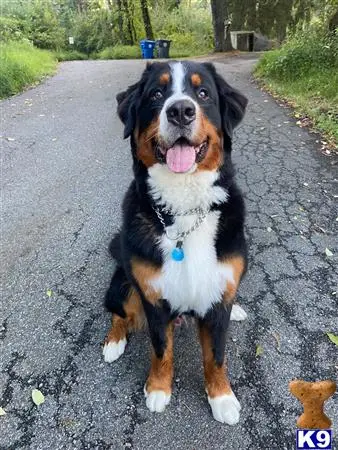 Bernese Mountain Dog stud dog