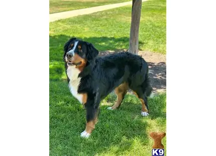 Bernese Mountain Dog