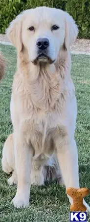 Golden Retriever stud dog