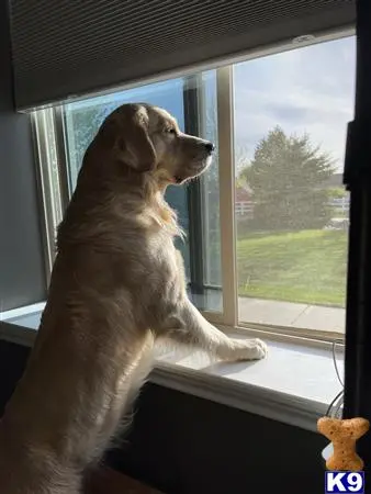 Golden Retriever stud dog