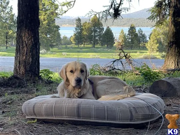 Golden Retriever stud dog