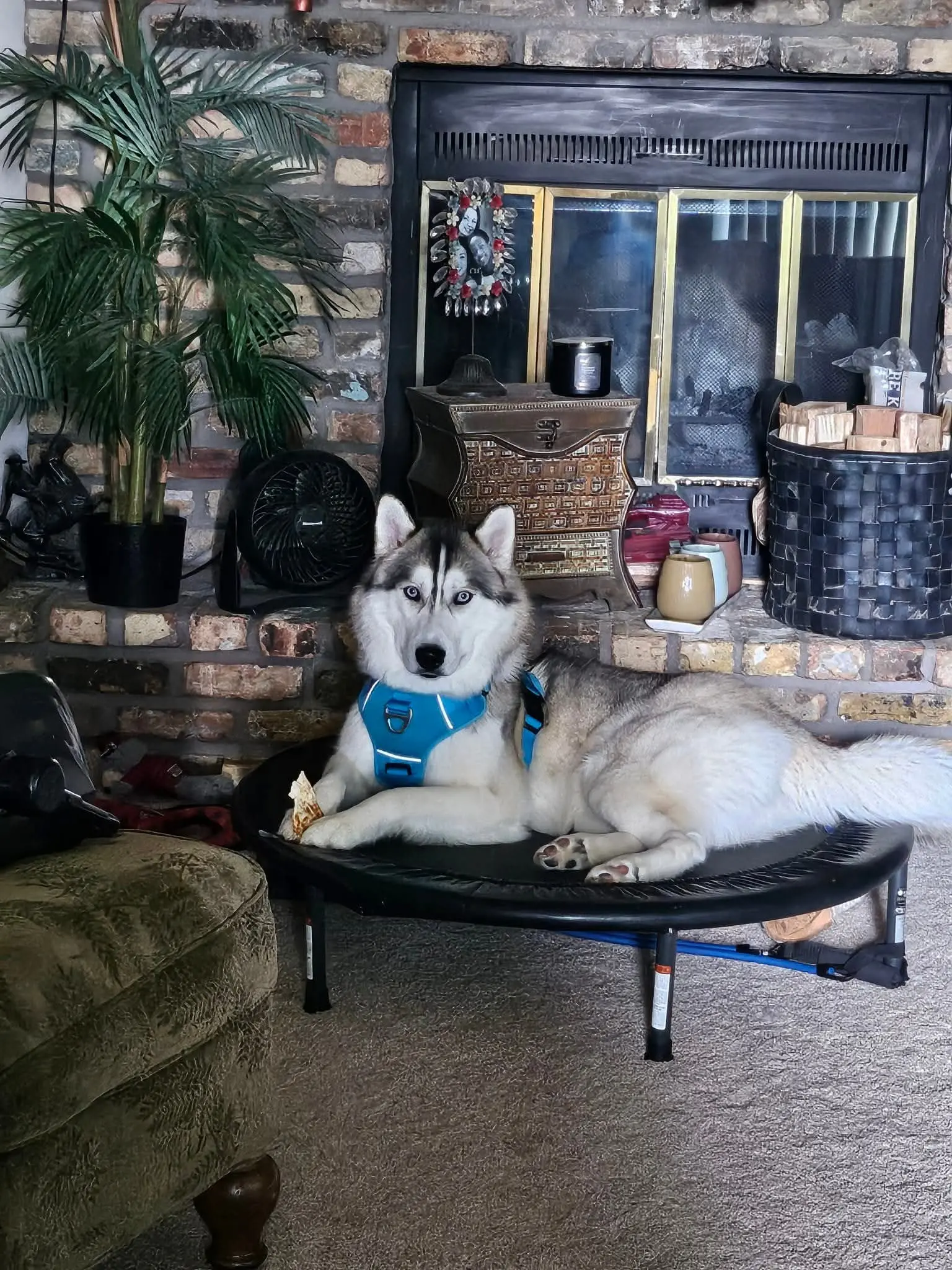 Siberian Husky stud dog: Siberian Husky lounging on a raised bed in a cozy living room