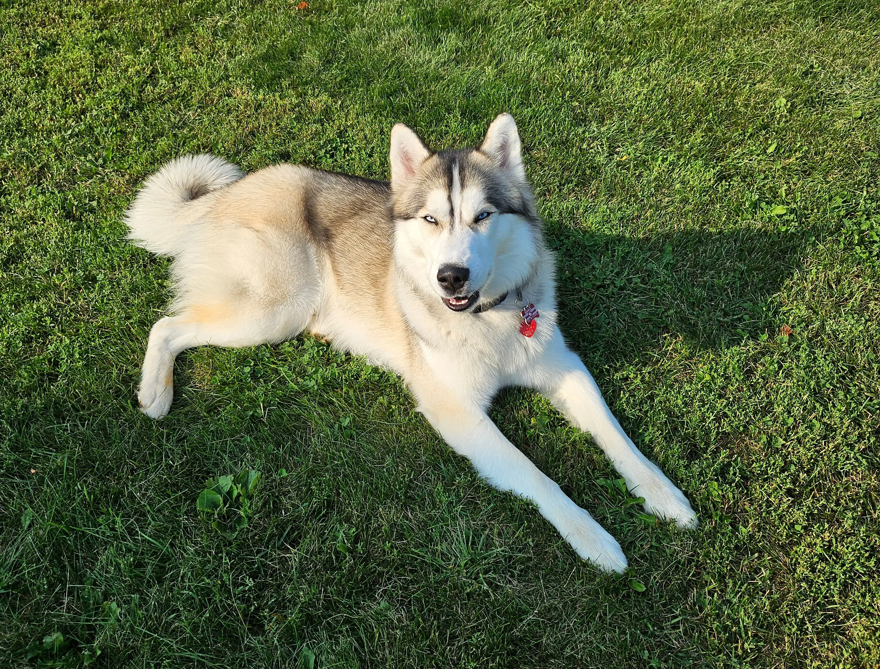 Siberian Husky stud dog: Siberian Husky lying on green grass, light gray and white coat