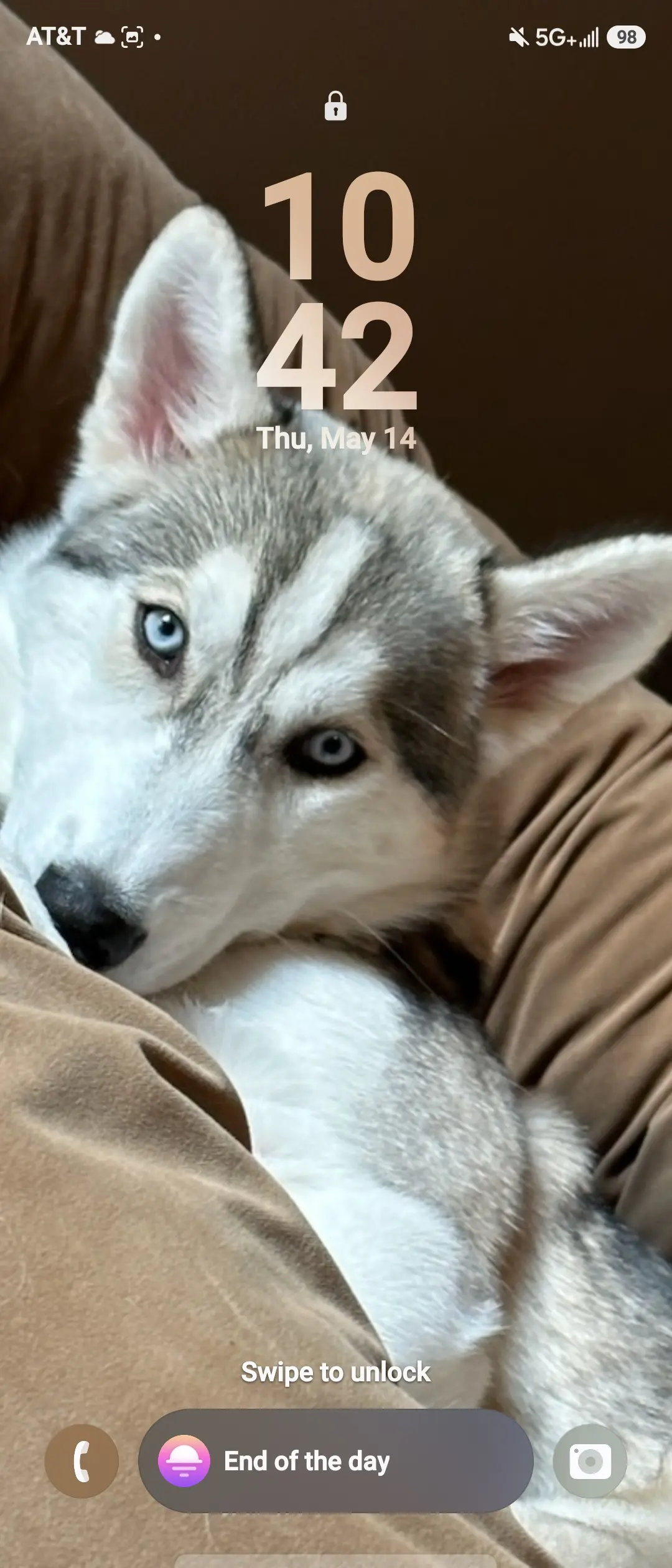 Siberian Husky stud dog: Gray and white Siberian Husky with blue eyes resting on a lap