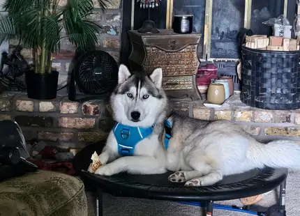 Siberian Husky stud dog: Siberian Husky lounging on a bed in a cozy living room