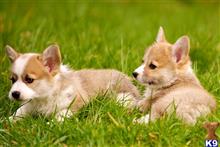 Pembroke Welsh Corgi
