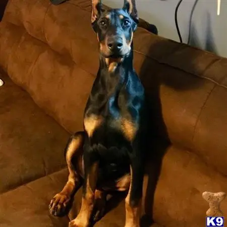 Doberman Pinscher