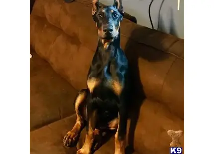 Doberman Pinscher