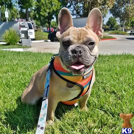 French Bulldog stud dog