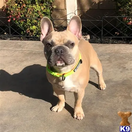 French Bulldog stud dog