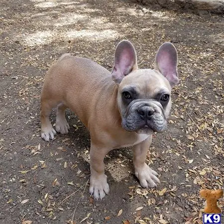 French Bulldog stud dog