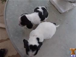 beagle puppy posted by bandrindy