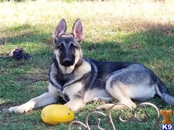 German Shepherd stud dog