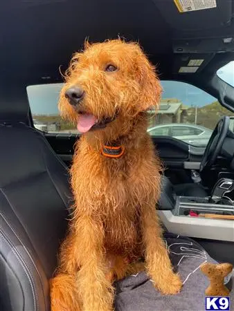 Goldendoodles stud dog