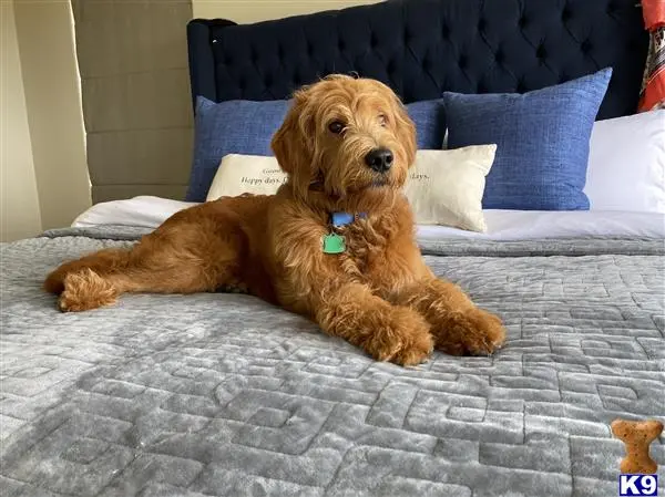 Goldendoodles stud dog