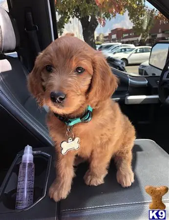 Goldendoodles stud dog