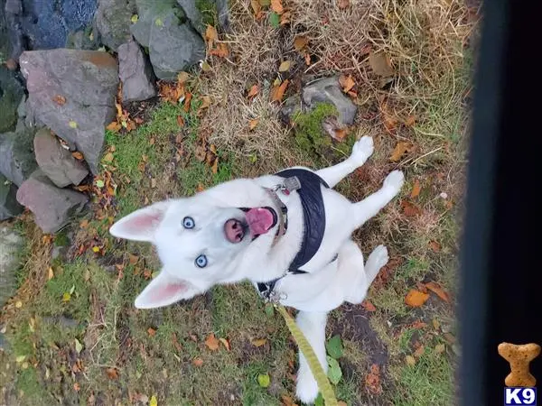 Siberian Husky female dog