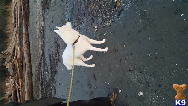 Siberian Husky female dog