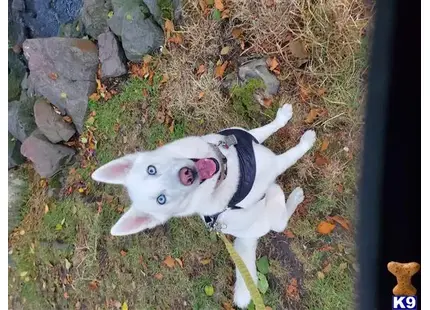 Siberian Husky