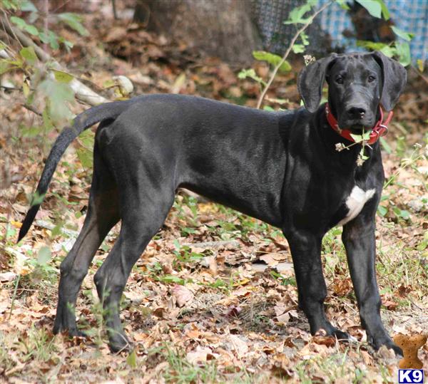 Great Dane Puppy for Sale 5 month old AKC black male, trades