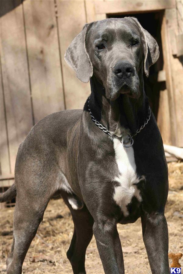 Great Dane Stud Dog Jack 14 Years old