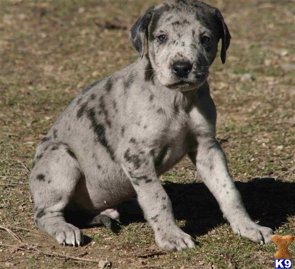 Great Dane