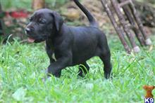 great dane puppy posted by barbersdanes