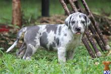 great dane puppy posted by barbersdanes