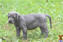 great dane puppy posted by barbersdanes