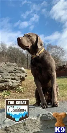 Labrador Retriever stud dog