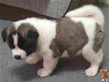 akita puppy posted by bareas