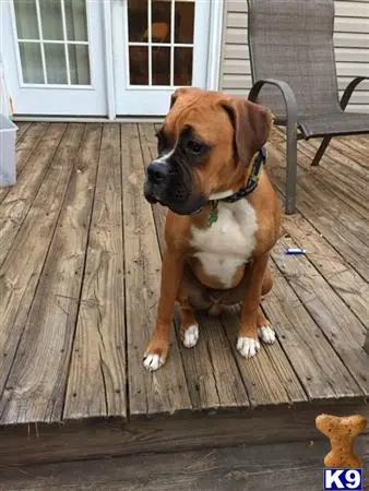 Boxer stud dog: a boxer dog sitting on a deck