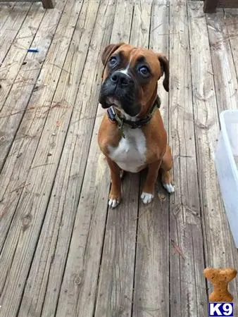 Boxer stud dog: a boxer dog sitting on a wood deck