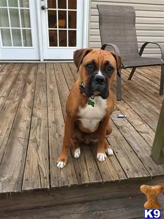 Boxer stud dog: a boxer dog sitting on a deck