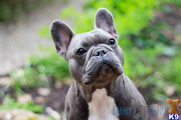 a french bulldog dog with a sad face