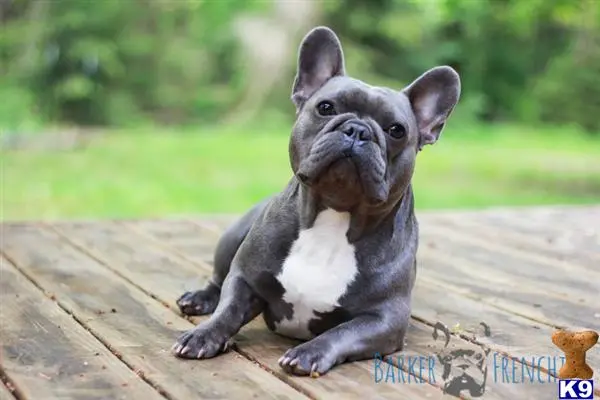 French Bulldog stud dog