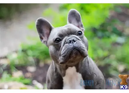 a french bulldog dog with a sad face