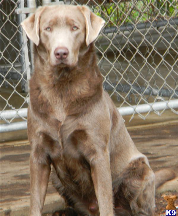 Labrador Retriever dog