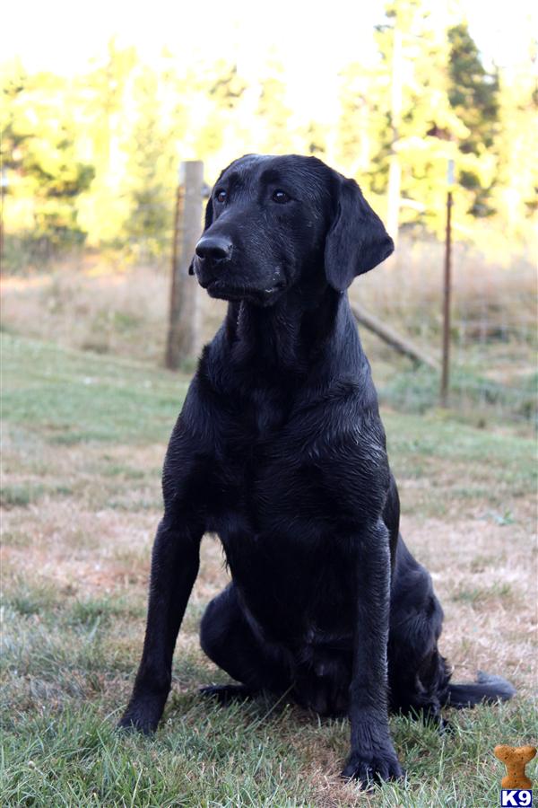 Labrador Retriever dog