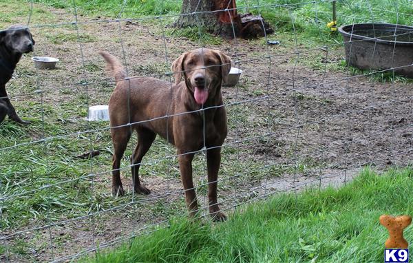 Labrador Retriever dog