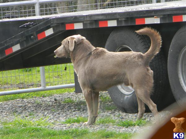 Labrador Retriever dog