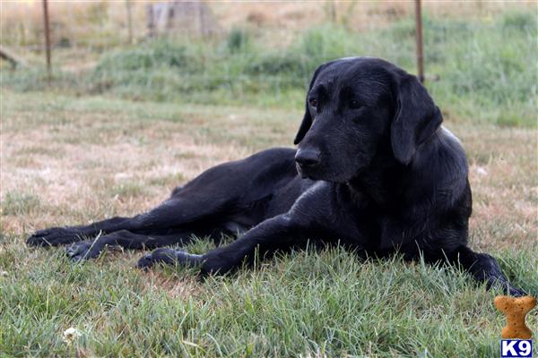 Labrador Retriever dog