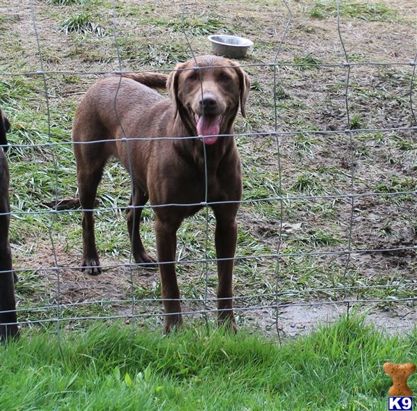 Labrador Retriever dog