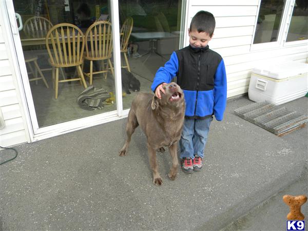 Labrador Retriever dog