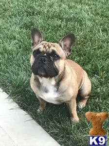 French Bulldog stud dog