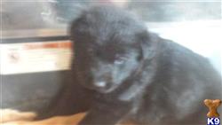 german shepherd puppy posted by baron1