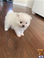 pomeranian puppy posted by baronj948